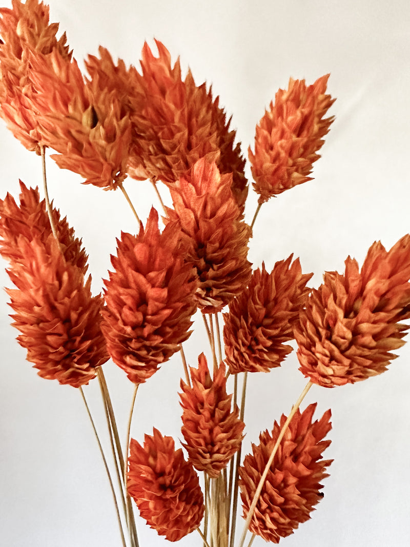 Mini Orange Gem Grass Bunch