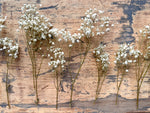 Mini Baby's Breath Bunch