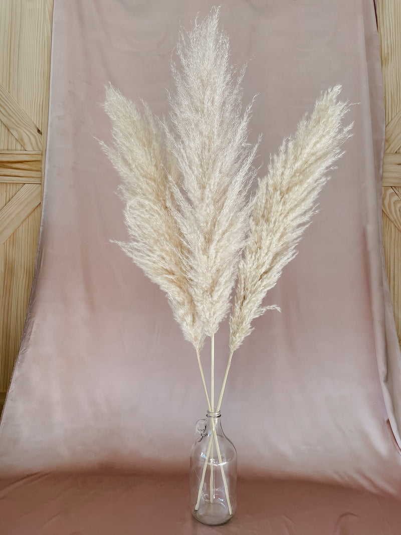 Large Blondie Pampas