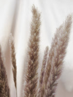 Natural Mini Pampas