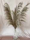 Dusk Pampas