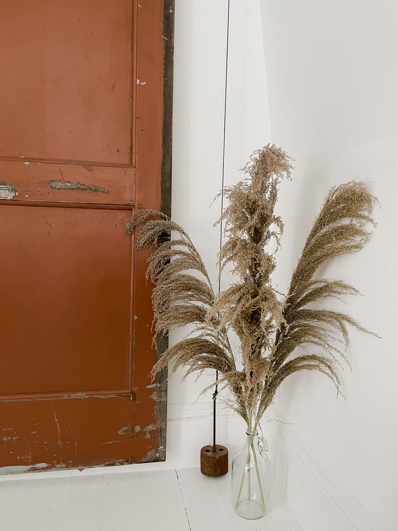 Dusk Pampas