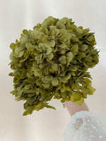 Vintage Mustard Green Hydrangea
