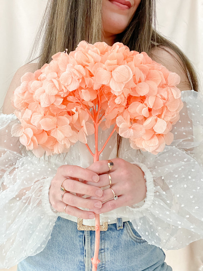 Coral Hydrangea