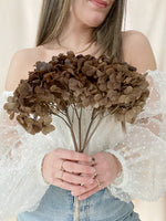 Brown Hydrangea