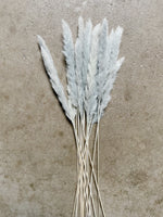 Grey Mini Pampas