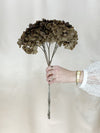 Brown Hydrangea
