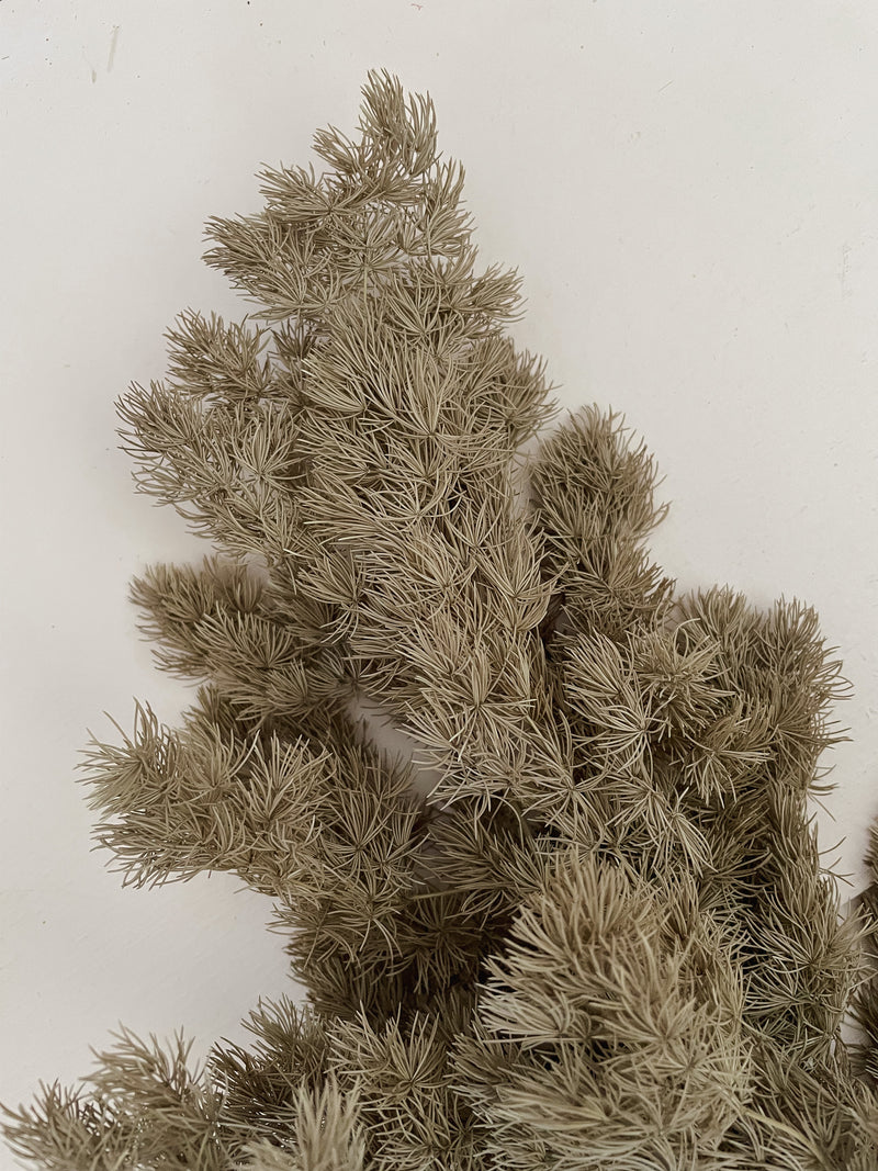 Chocolate Brown Ming Fern