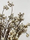 Tallow Berries