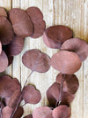 Brown Silver Dollar Eucalyptus