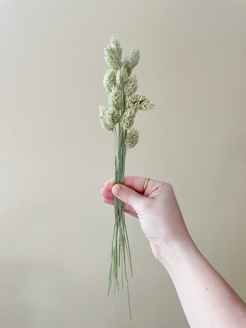 Soft Green Gem Grass