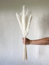 White Mini Pampas