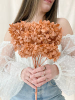 Mocha Hydrangea