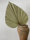 Medium Palm