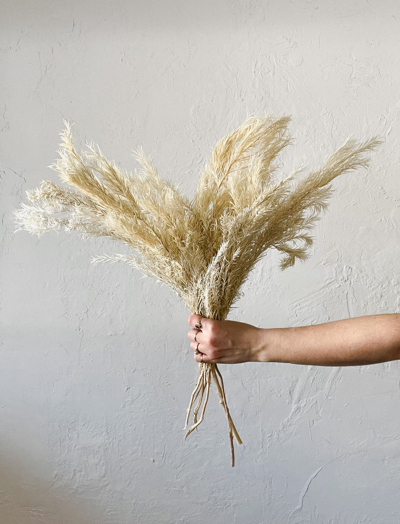 Blonde Melaleuca