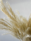 Blonde Melaleuca