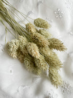 Soft Green Gem Grass