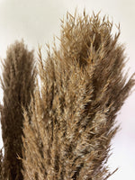 Large Wild Pampas