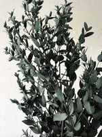 Parvifolia Eucalyptus