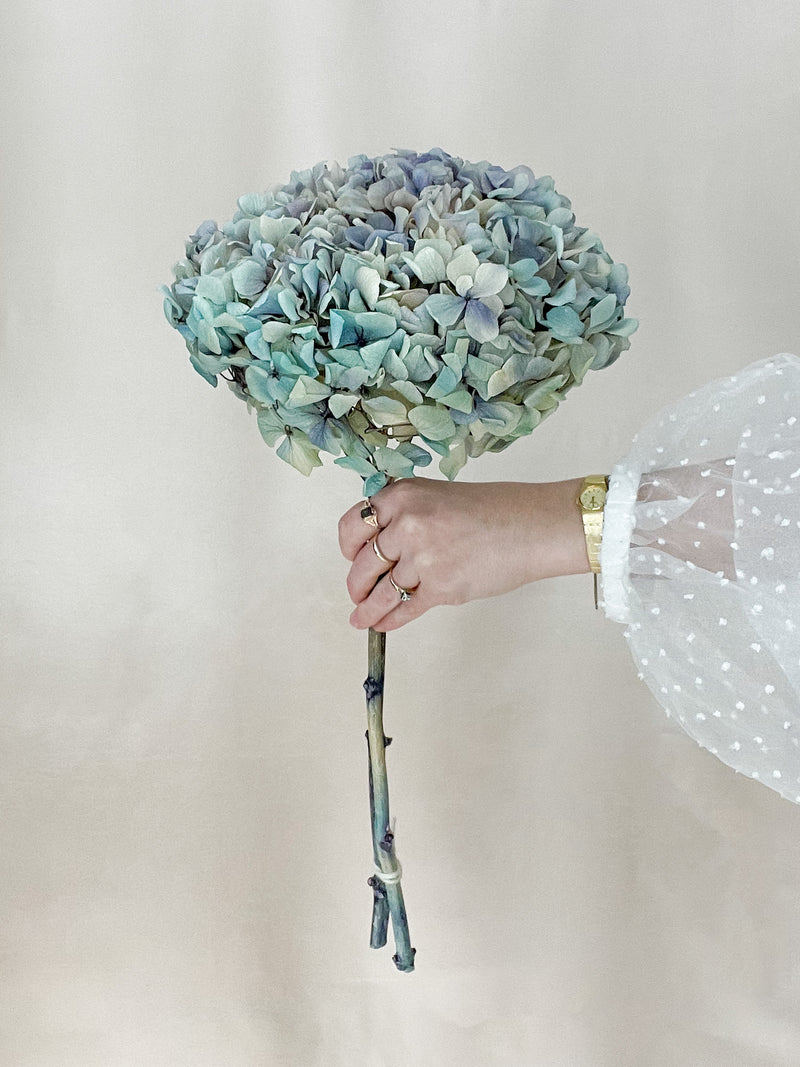 Blue Ombré Hydrangea