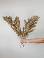 Chocolate Brown Ming Fern