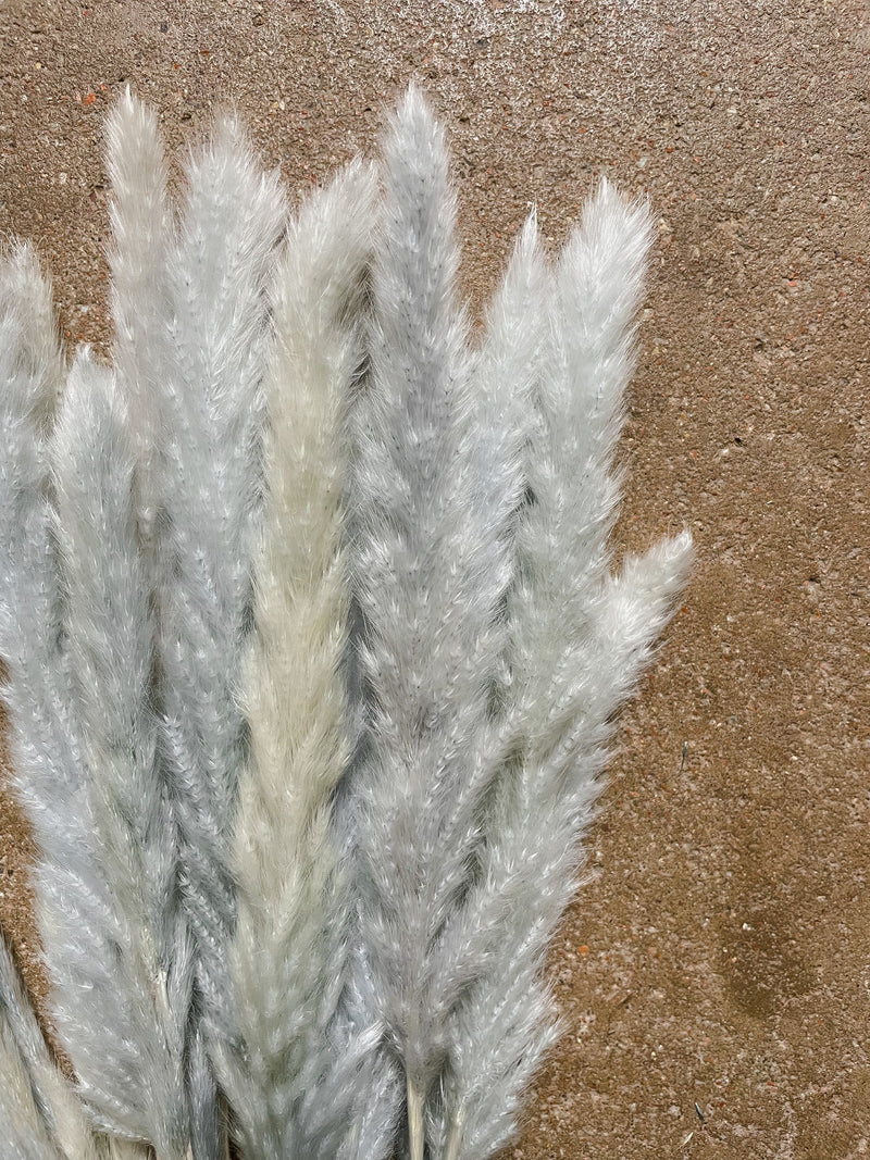 Grey Mini Pampas
