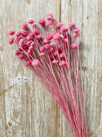 Fuschia Pink Button Flower