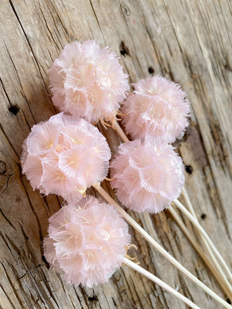 Pink Windmill Fruit