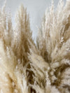 Large Blondie Pampas