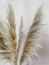 Sun Pampas